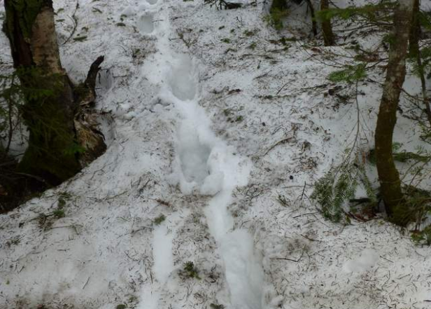 The Ultimate Guide to Spring Hiking Footwear: Boots vs. Trail Runners